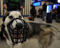 Депутаты Госдумы предлагают изменить правила содержания в доме или квартире собак бойцовской породы